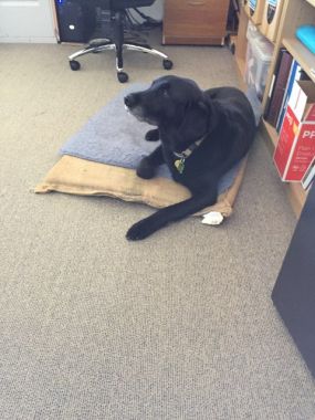 Dog in the Office at Cairnlea Season opening 2022
